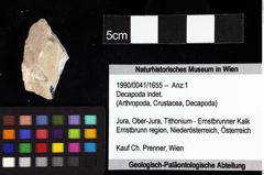 Foto (Objket + Etiketten) von Goniodromites bidentatus (Reuss, 1858) 